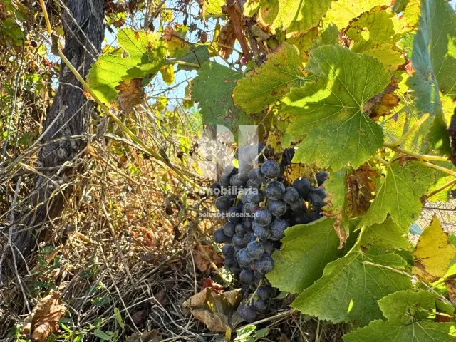 Terreno R�stico T0 - Dois Portos, Torres Vedras, Lisboa