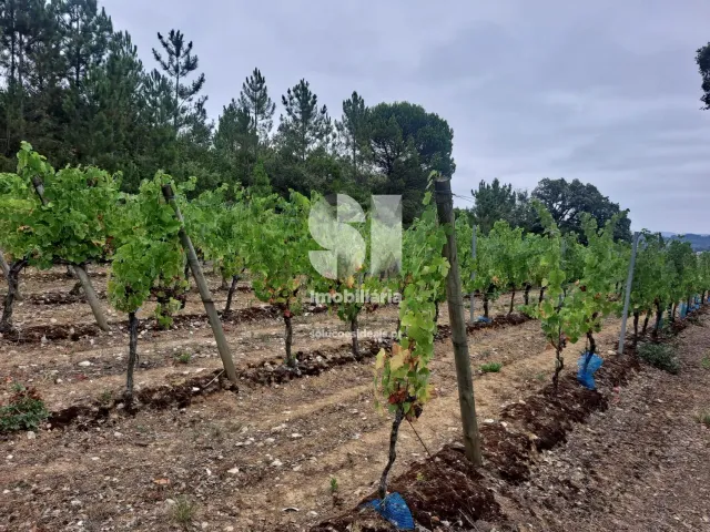 Terreno Urbano T0 - Arcos, Anadia, Aveiro - Miniatura: 1/22