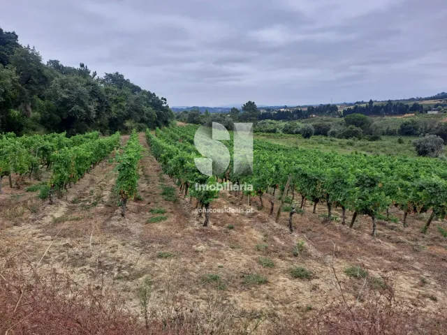 Terreno Urbano T0 - Arcos, Anadia, Aveiro - Miniatura: 5/22