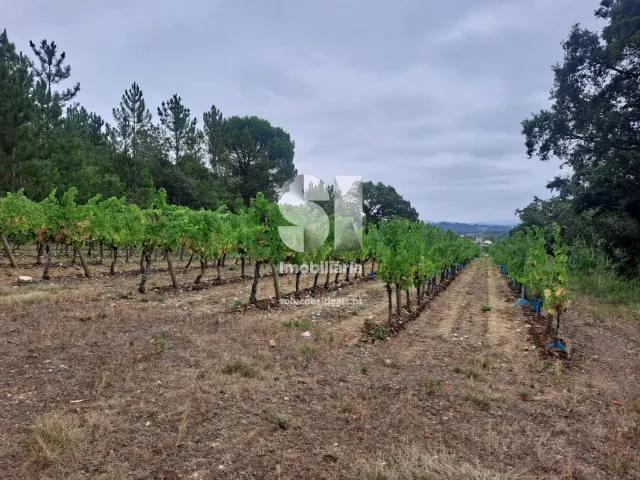 Terreno Urbano T0 - Arcos, Anadia, Aveiro - Miniatura: 6/22