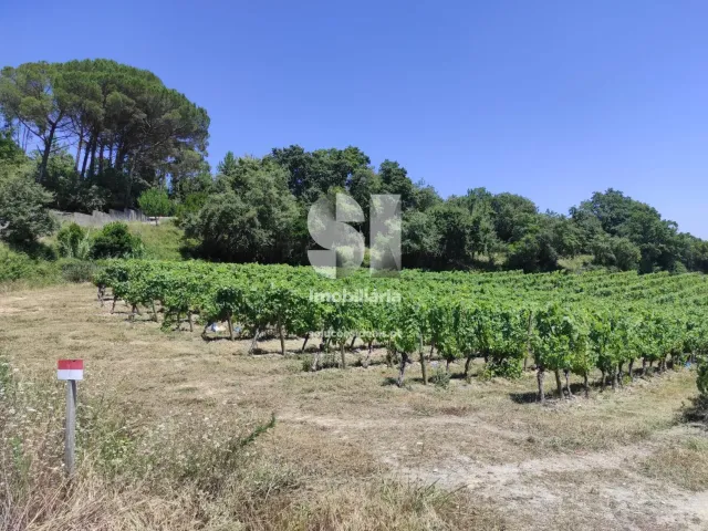 Terreno Urbano T0 - Arcos, Anadia, Aveiro - Miniatura: 8/22