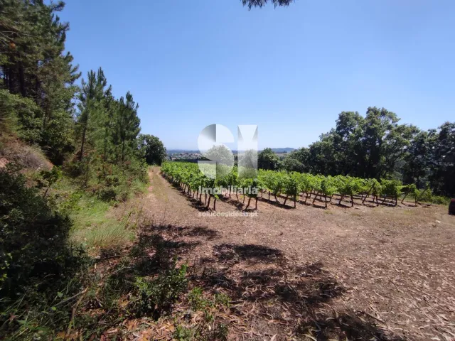 Terreno Urbano T0 - Arcos, Anadia, Aveiro - Miniatura: 9/22