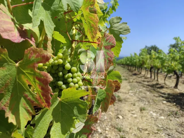 Terreno Urbano T0 - Arcos, Anadia, Aveiro - Miniatura: 12/22