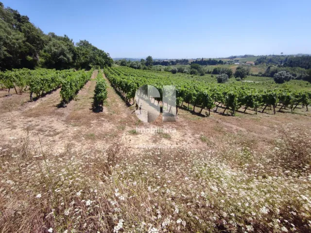 Terreno Urbano T0 - Arcos, Anadia, Aveiro - Miniatura: 14/22