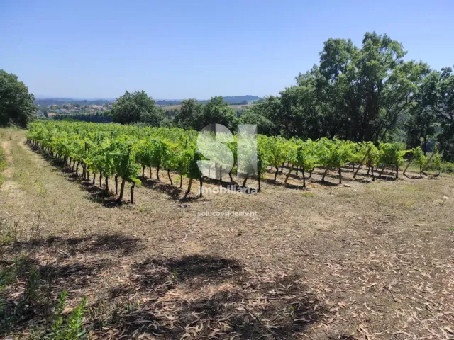 Terreno Urbano T0 - Arcos, Anadia, Aveiro - Miniatura: 15/22