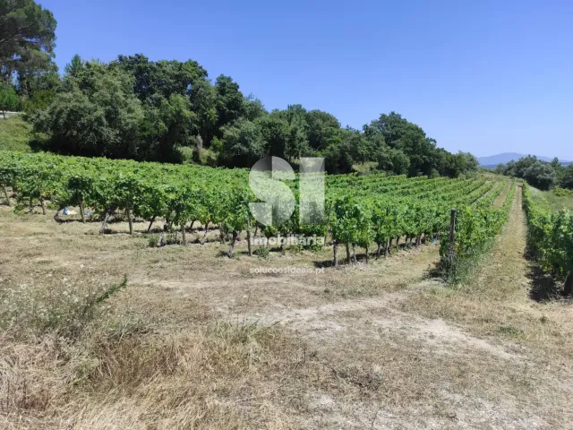 Terreno Urbano T0 - Arcos, Anadia, Aveiro - Miniatura: 16/22