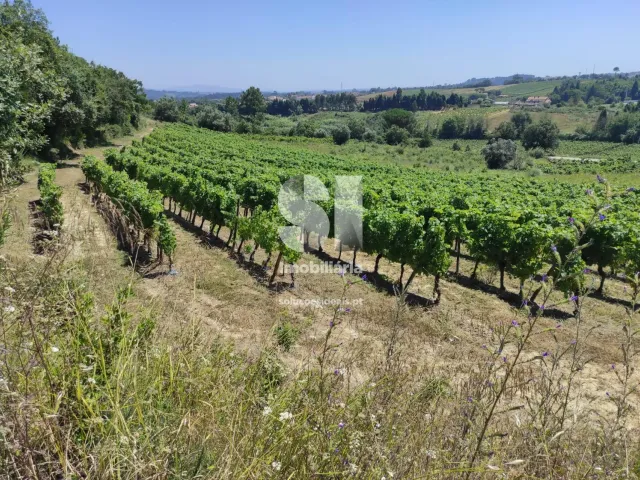 Terreno Urbano T0 - Arcos, Anadia, Aveiro - Miniatura: 17/22