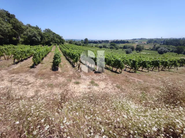 Terreno Urbano T0 - Arcos, Anadia, Aveiro - Miniatura: 22/22