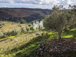 Terreno Rstico - Abaas, Vila Real, Vila Real - Miniatura: 9/14