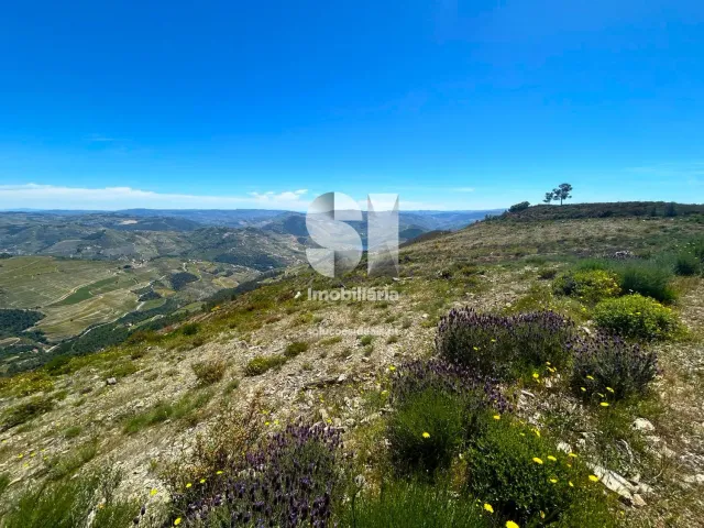 Terreno Urbano T0 - Provesende, Sabrosa, Vila Real - Miniatura: 15/26