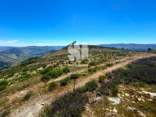 Terreno Urbano T0 - Provesende, Sabrosa, Vila Real - Miniatura: 19/26