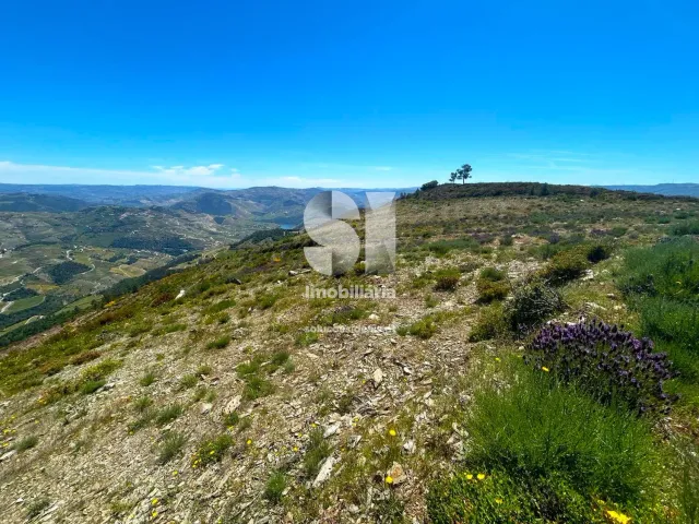 Terreno Urbano T0 - Provesende, Sabrosa, Vila Real - Miniatura: 23/26