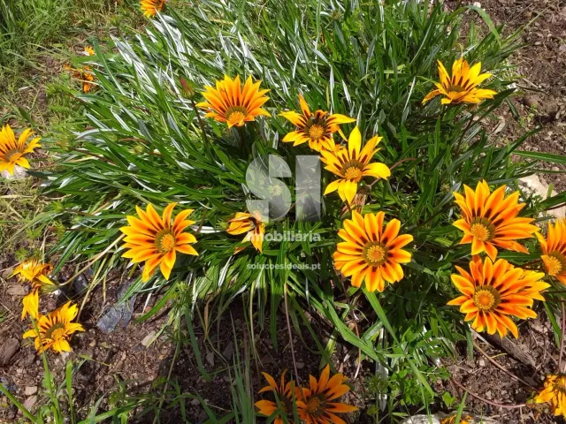 Moradia T2 - Pinheiro de C�ja, T�bua, Coimbra - Miniatura: 5/22