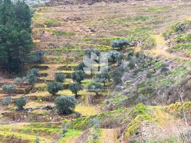 Terreno Urbano T0 - Candedo, Mur�a, Vila Real - Miniatura: 6/30