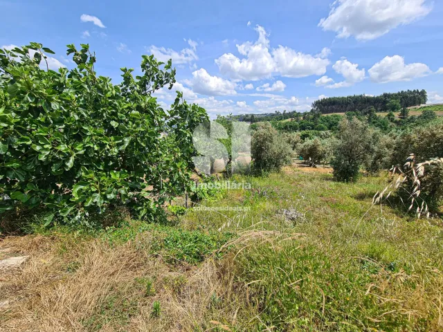 Terreno Urbano T0 - Fragosela, Viseu, Viseu - Miniatura: 16/16