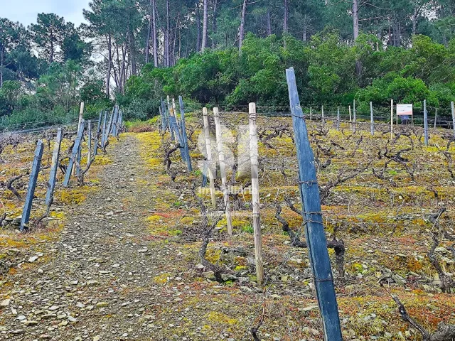 Terreno Urbano T0 - Folhadela, Vila Real, Vila Real - Miniatura: 3/15
