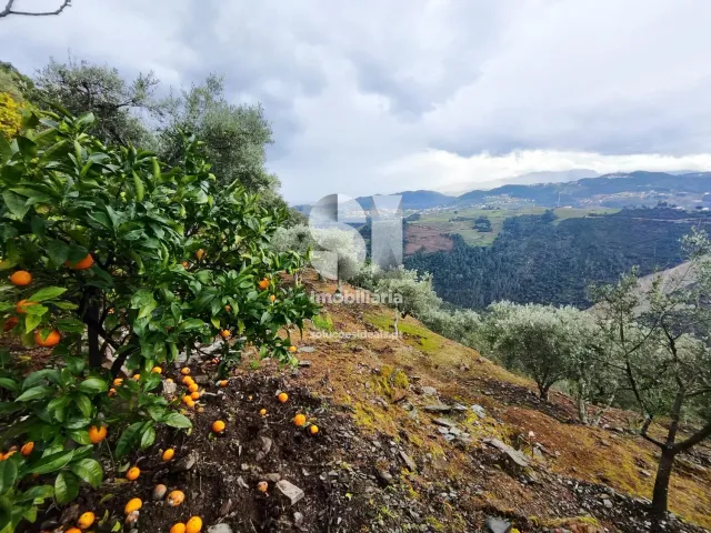 Terreno Urbano T0 - Folhadela, Vila Real, Vila Real - Miniatura: 5/15