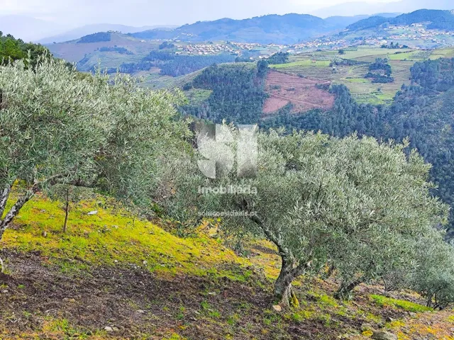 Terreno Urbano T0 - Folhadela, Vila Real, Vila Real - Miniatura: 11/15