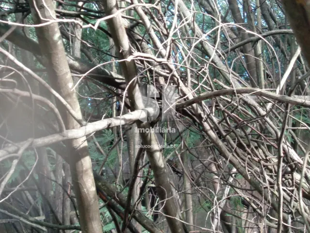 Terreno Urbano T0 - Lous�, Lous�, Coimbra - Miniatura: 14/26