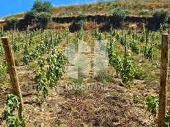 Quinta T4 - Ervedosa do Douro, S�o Jo�o da Pesqueira, Viseu - Miniatura: 2/18