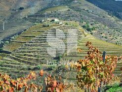 Quinta T4 - Ervedosa do Douro, S�o Jo�o da Pesqueira, Viseu - Miniatura: 6/18