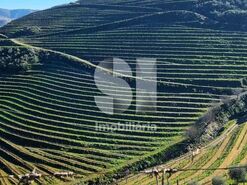 Quinta T4 - Ervedosa do Douro, S�o Jo�o da Pesqueira, Viseu - Miniatura: 13/18