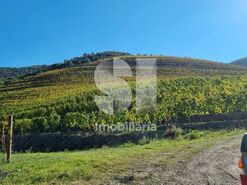 Quinta T4 - Ervedosa do Douro, S�o Jo�o da Pesqueira, Viseu - Miniatura: 14/18