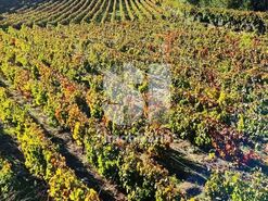 Quinta T4 - Ervedosa do Douro, S�o Jo�o da Pesqueira, Viseu - Miniatura: 18/18