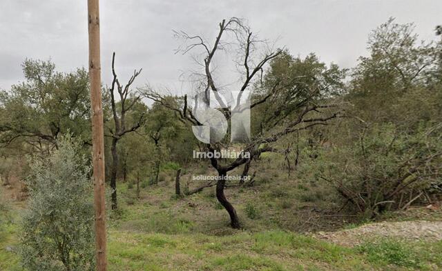 Terreno Rústico - Vila Nova de Poiares, Vila Nova de Poiares, Coimbra - Imagem grande
