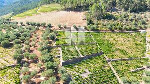 Terreno Rstico - Covas do Douro, Sabrosa, Vila Real