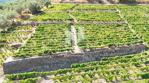 Terreno Rstico - Covas do Douro, Sabrosa, Vila Real - Miniatura: 1/10