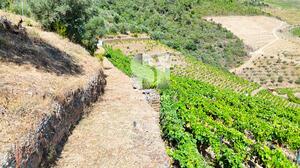 Terreno Rstico - Covas do Douro, Sabrosa, Vila Real - Miniatura: 2/10