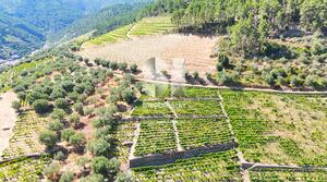 Terreno Rstico - Covas do Douro, Sabrosa, Vila Real - Miniatura: 6/10