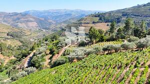 Terreno Rstico - Covas do Douro, Sabrosa, Vila Real - Miniatura: 7/10