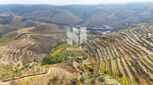 Terreno R�stico - Aba�as, Vila Real, Vila Real - Miniatura: 24/30