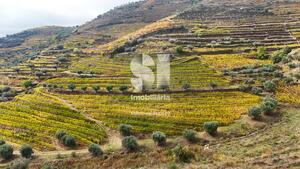 Terreno R�stico - Aba�as, Vila Real, Vila Real - Miniatura: 28/30