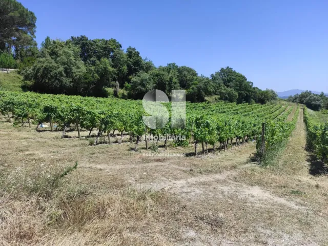 Terreno Urbano T0 - Arcos, Anadia, Aveiro - Miniatura: 7/22