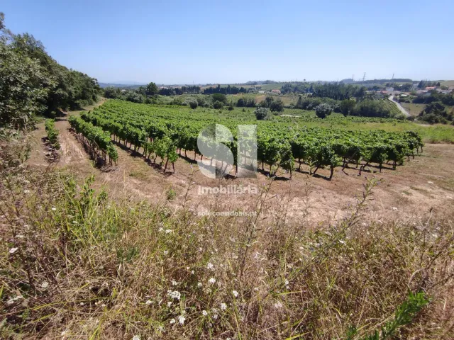 Terreno Urbano T0 - Arcos, Anadia, Aveiro - Miniatura: 11/22