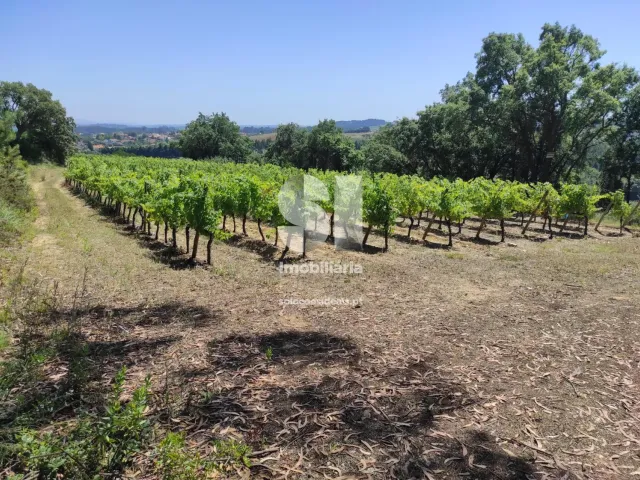 Terreno Urbano T0 - Arcos, Anadia, Aveiro - Miniatura: 19/22