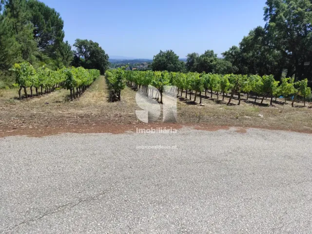 Terreno Urbano T0 - Arcos, Anadia, Aveiro - Miniatura: 21/22