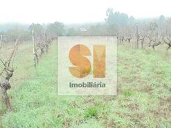 Terreno R�stico T0 - Arrifana, Vila Nova de Poiares, Coimbra - Miniatura: 17/33