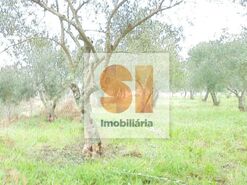 Terreno R�stico T0 - Arrifana, Vila Nova de Poiares, Coimbra - Miniatura: 20/33