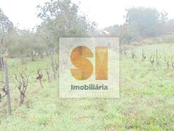 Terreno R�stico T0 - Arrifana, Vila Nova de Poiares, Coimbra - Miniatura: 25/33