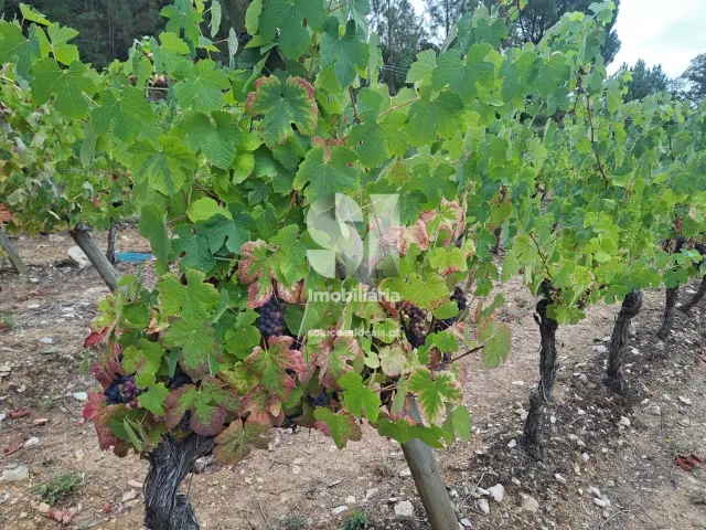 Terreno Urbano T0 - Arcos, Anadia, Aveiro - Miniatura: 2/22