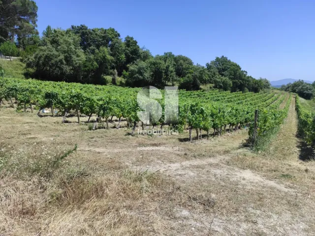 Terreno Urbano T0 - Arcos, Anadia, Aveiro - Miniatura: 20/22