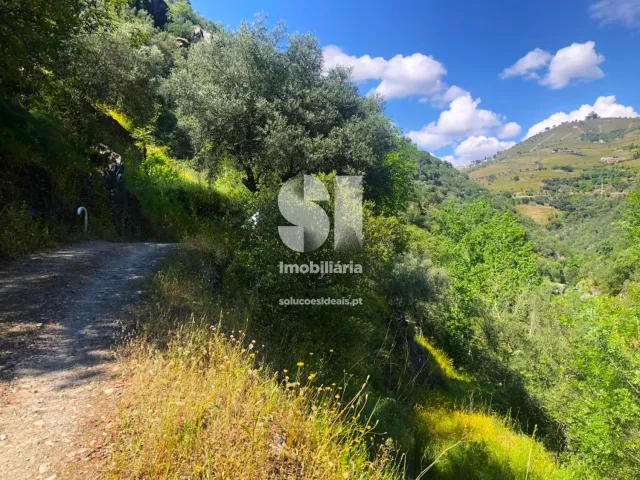 Quinta T2 - Provesende, Sabrosa, Vila Real - Miniatura: 6/41