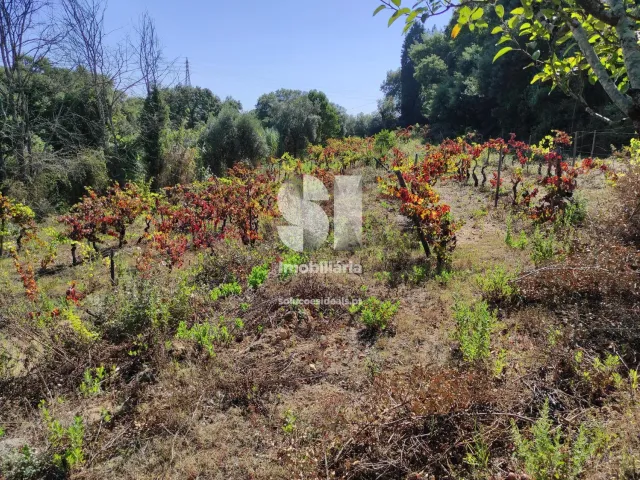 Quinta T0 - Arcos, Anadia, Aveiro - Miniatura: 29/36