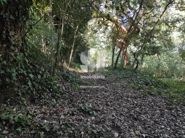 Quinta T0 - Arcos, Anadia, Aveiro - Miniatura: 30/36