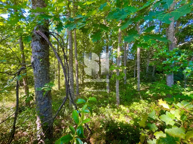 Terreno Urbano T0 - S�o Tom� do Castelo e Justes, Vila Real, Vila Real - Miniatura: 11/17