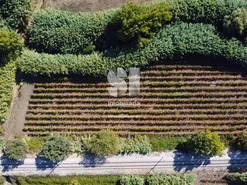 Terreno R�stico T0 - Dois Portos, Torres Vedras, Lisboa - Miniatura: 9/11